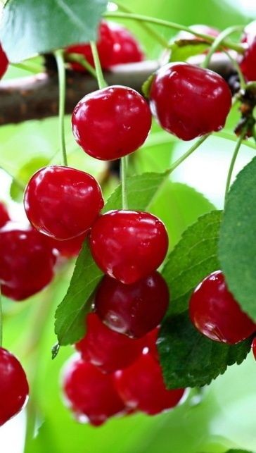 Quả cherry - Cơ Sở Cung Cấp Nông Sản Miền Tây